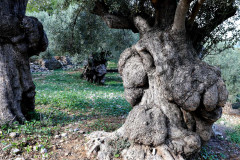 IMG_1409b_DxO