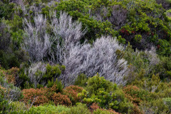 IMG_9521_DxO