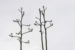IMG_9540_DxO