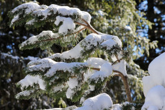 IMG_2053_DxO