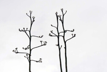 IMG_9540_DxO